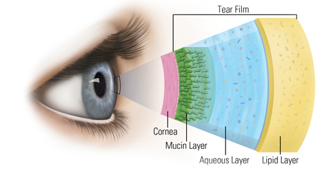 layers of the eye