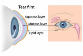 Tear Film Diagram
